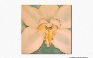 Orchidea
